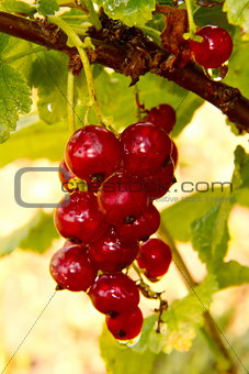 bunch  berries of red currant on a bush