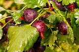 image of garden plants ripe gooseberries