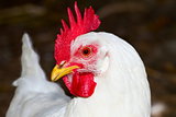 image of a white chicken poultry