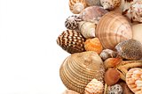 Sea cockleshells on a white background