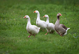 Domestic geese on a meadow