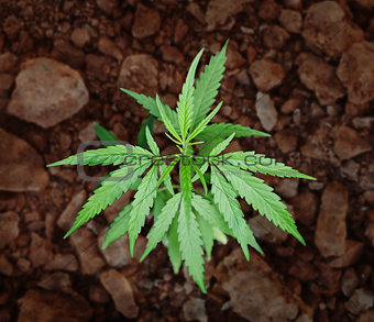 Small bush of hemp - cannabis
