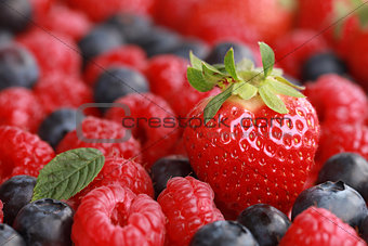 Berries with copy space