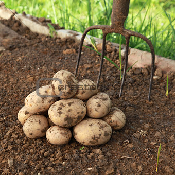 Potato harvest in a vegetable garden