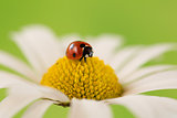 Ladybug on the blossom of a flower