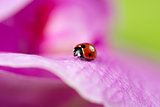 Ladybug on a leaf of an orchid