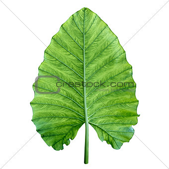 One big green tropical leaf. Isolated over white.