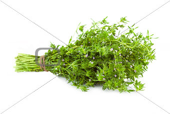 Bunch of fresh Thyme /  isolated on white 