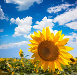 Sunflower and field against beautifu blue sky / summer 