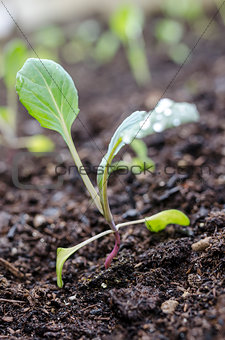 Kohlrabi seedling