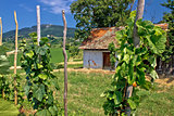 Traditional vineyard and cottage in Kalnik