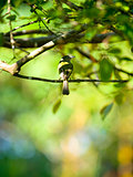 The tropical kingbird (Tyrannus melancholicus) in Tortuguero NP,