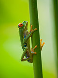 The famous red eyed tree frog (Agalychnis Callidryas)