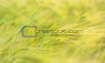 macro ears of wheat