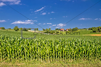 Corn field in agricultural rural landscape