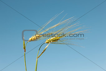 wheat against the sky