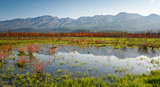 Scenic Marsh Water Panoramic Mountain Landscape Outback Alaska