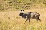 Greater Kudu - Tragelaphus strepsiceros