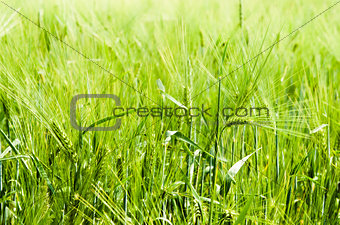 young wheat on farm land 