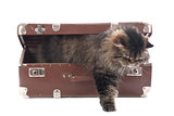 Cat gets out of an vintage suitcase