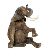 African elephant performing, seated on the floor, trunk up, isol