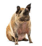 Domestic Pig sitting and looking up, isolated on white