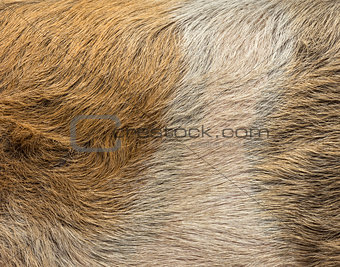 Close-up of a domestic pig's skin