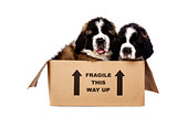 St Bernard puppies in a cardboard box