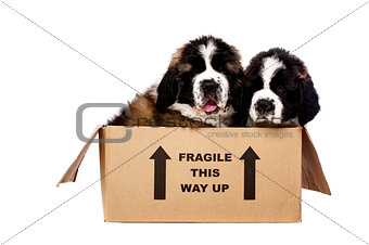 St Bernard puppies in a cardboard box