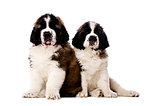 Two St Bernard puppies isolated on white