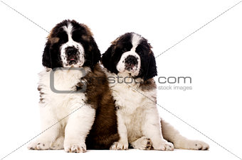 Two St Bernard puppies isolated on white
