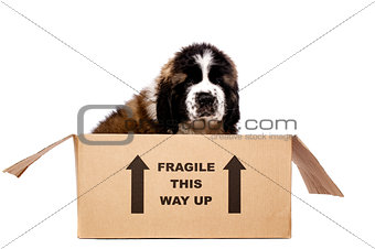 St Bernard puppy in a cardboard box