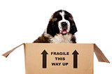 St Bernard puppy in a cardboard box