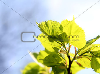 green leaves and sun on blue sky 