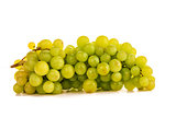 beautiful ripe green grapes