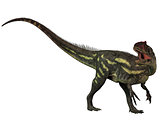 Allosaurus Isolated