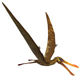 Anhanguera Pterosaur