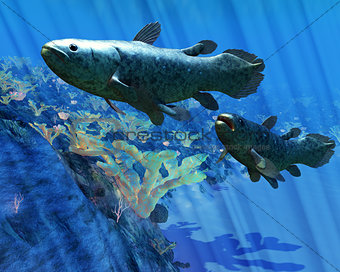 Coelacanth Fish