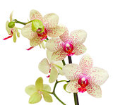 yellow and red orchid flowers