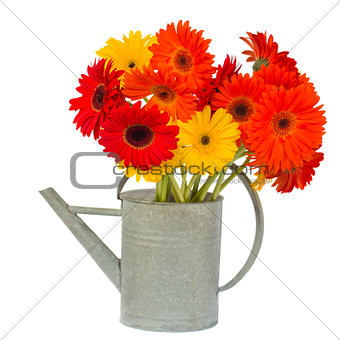 gerbera flowers in watering can