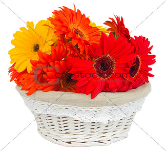 gerbera flowers in basket