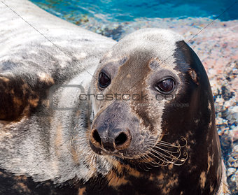 Grey seal