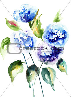 Beautiful Hydrangea blue flowers