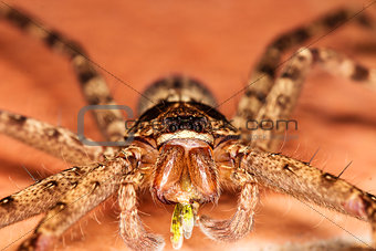 Macro- large spider on the floor