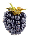 ripe blackberry (macro)