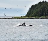 Humpback Whales  Feeding