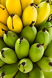 Raw green and Yellow ripe bananas