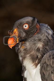 American king vulture