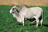 Brahman bull