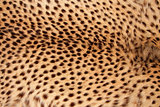 Cheetah skin